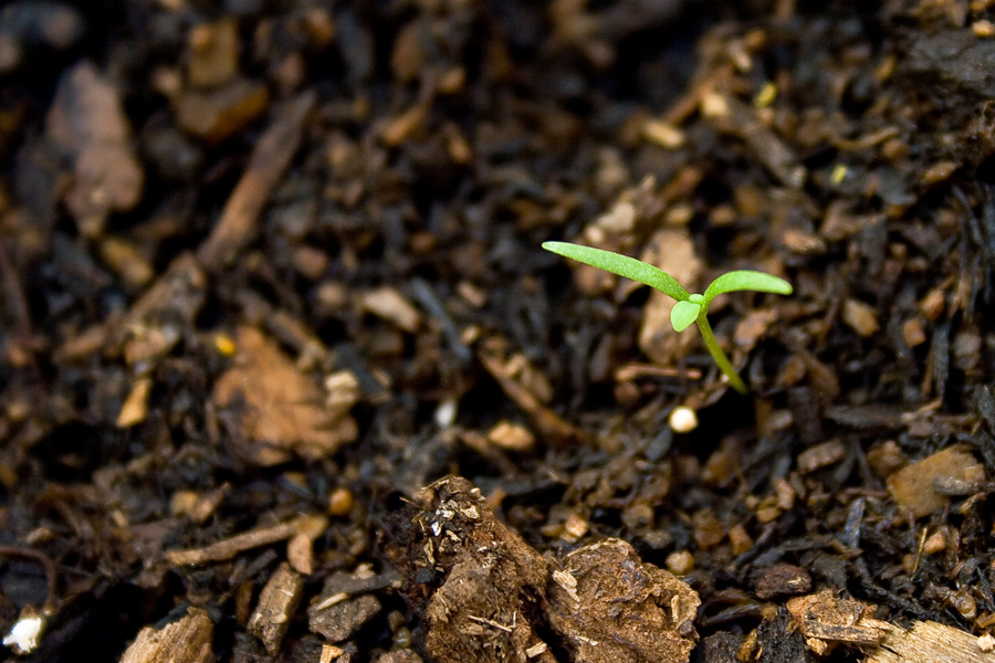 Planting the seeds.